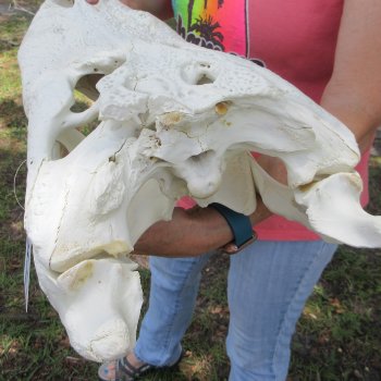  Real 19 inch Florida Alligator Skull