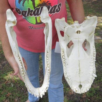  Real 19 inch Florida Alligator Skull