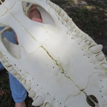  Real 19 inch Florida Alligator Skull