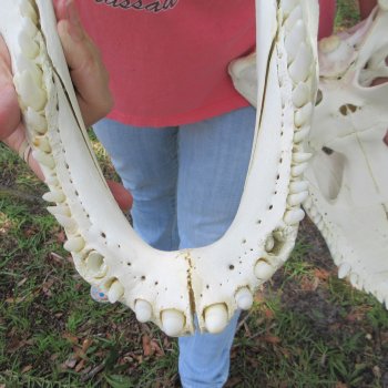  Real 19 inch Florida Alligator Skull