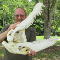 25" Alligator ...