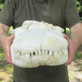 25" Alligator Skull (Adult Signature Required)