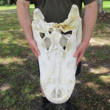 25" Alligator Skull (Adult Signature Required)