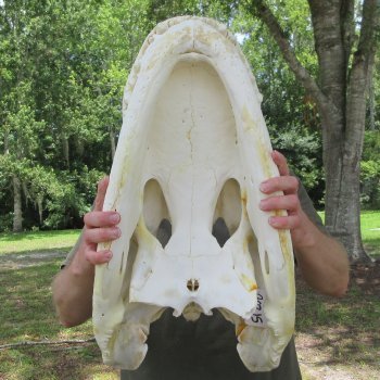 25" Alligator Skull (Adult Signature Required)