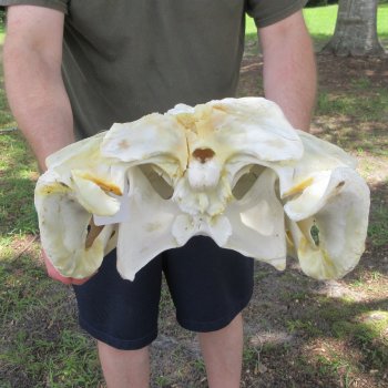 25" Alligator Skull (Adult Signature Required)