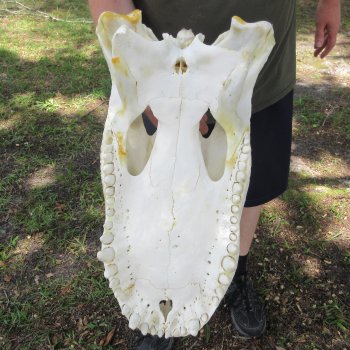25" Alligator Skull (Adult Signature Required)