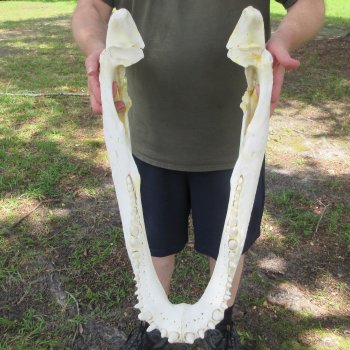 25" Alligator Skull (Adult Signature Required)