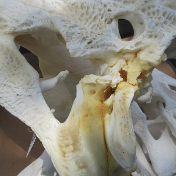 25" Alligator Skull (Adult Signature Required)