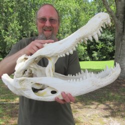 26" Alligator Skull (Adult Signature Required)