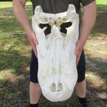 26" Alligator Skull (Adult Signature Required)