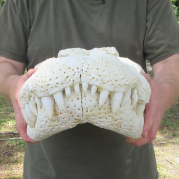 26" Alligator Skull (Adult Signature Required)