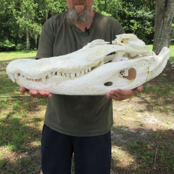 26" Alligator Skull (Adult Signature Required)