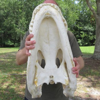 26" Alligator Skull (Adult Signature Required)