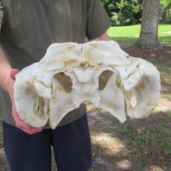 26" Alligator Skull (Adult Signature Required)