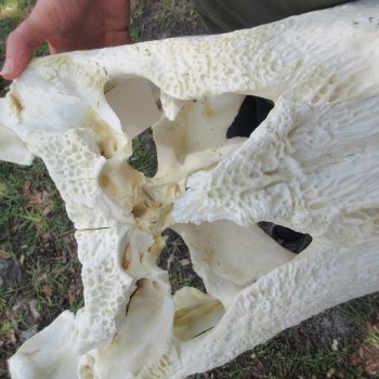 26" Alligator Skull (Adult Signature Required)