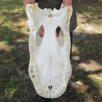 26" Alligator Skull (Adult Signature Required)