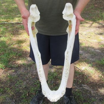 26" Alligator Skull (Adult Signature Required)