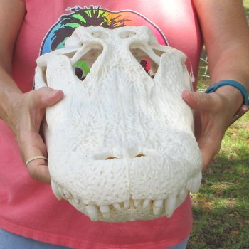  Real 19-1/2 inch Florida Alligator Skull