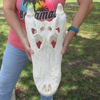  Real 19-1/2 inch Florida Alligator Skull