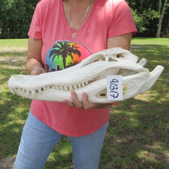  Real 19-1/2 inch Florida Alligator Skull