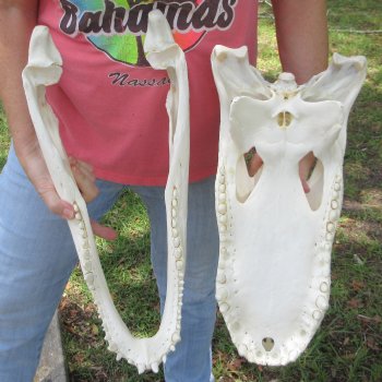  Real 19-1/2 inch Florida Alligator Skull
