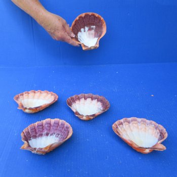 Five piece 5-6 inch Orange Lion Paw shells 