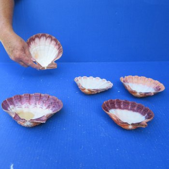 Five piece 5-6 inch Orange Lion Paw shells 