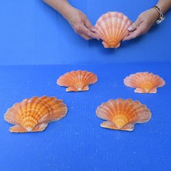 Five piece 5-6 inch...