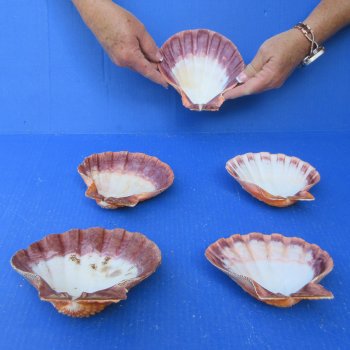 Five piece 5-6 inch Orange Lion Paw shells 