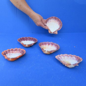 Five piece 5-6 inch Orange Lion Paw shells 