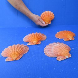 Five piece 5-6 inch...