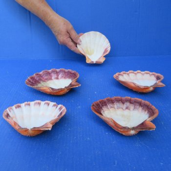 Five piece 5-6 inch Orange Lion Paw shells 