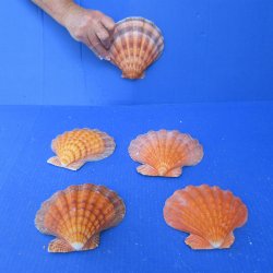 Five piece 5-6 inch...