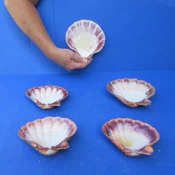 Five piece 5-6 inch Orange Lion Paw shells 