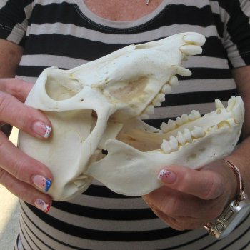7" Slight B-Grade Female Baboon Skull  (CITES P-000044854)