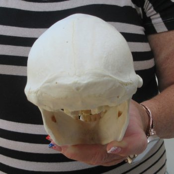 7" Slight B-Grade Female Baboon Skull  (CITES P-000044854)