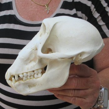7" Slight B-Grade Female Baboon Skull  (CITES P-000044854)