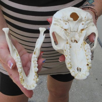 7" Slight B-Grade Female Baboon Skull  (CITES P-000044854)