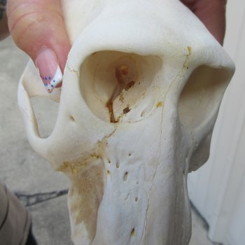 7" Slight B-Grade Female Baboon Skull  (CITES P-000044854)
