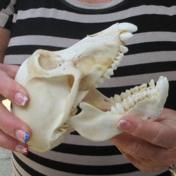 B-Grade 6-1/4" Juvenile Baboon Skull (CITES P-000044854)