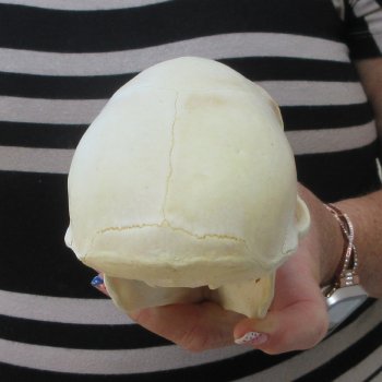 B-Grade 6-1/4" Juvenile Baboon Skull (CITES P-000044854)