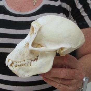 B-Grade 6-1/4" Juvenile Baboon Skull (CITES P-000044854)