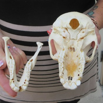B-Grade 6-1/4" Juvenile Baboon Skull (CITES P-000044854)