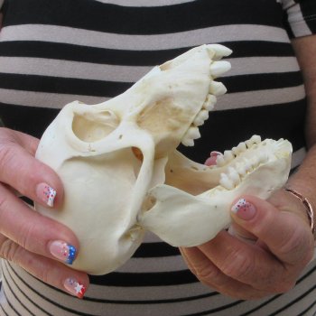 B-Grade 5-3/4" Juvenile Baboon Skull (CITES P-000044854)