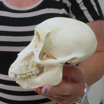 B-Grade 5-3/4" Juvenile Baboon Skull (CITES P-000044854)