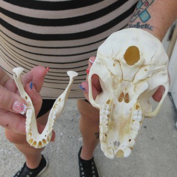 B-Grade 5-3/4" Juvenile Baboon Skull (CITES P-000044854)