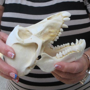 6-1/4" Slight B-Grade Female Baboon Skull  (CITES P-000044854)