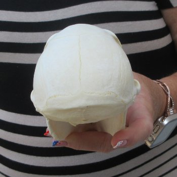 6-1/4" Slight B-Grade Female Baboon Skull  (CITES P-000044854)
