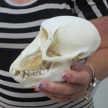 6-1/4" Slight B-Grade Female Baboon Skull  (CITES P-000044854)