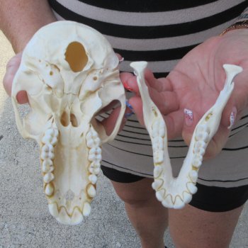 6-1/4" Slight B-Grade Female Baboon Skull  (CITES P-000044854)